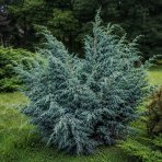 Borievka čínska (Juniperus chinensis) ´BLUE ALPS´ - výška 30-50 cm, kont. C3L